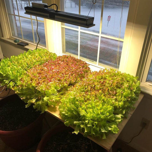 Del gjerne deres plante-prosjekter med oss!