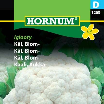 Blomkål Frø | ‘Erfurt’