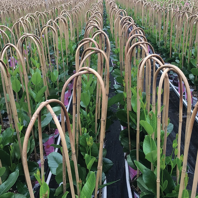 Espalier | Plantestøtte i Bambus | Dobbel Bue 60x15 cm