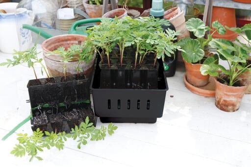 Nelson Garden Minidrivhus | Selvvanning