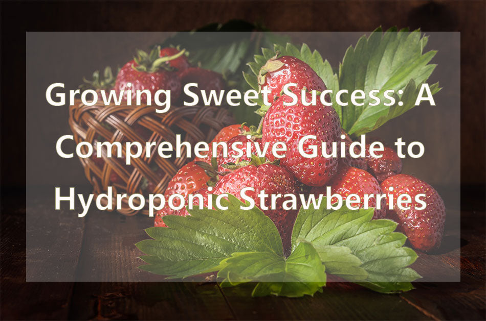Søt suksess: En omfattende guide til hydroponiske jordbær