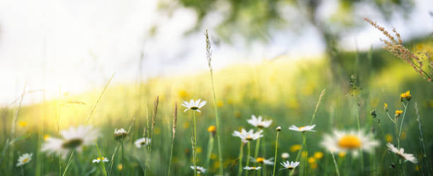 Frø, blomster & planter