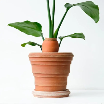 Plantcare routine - Nordstrøm Botaniske