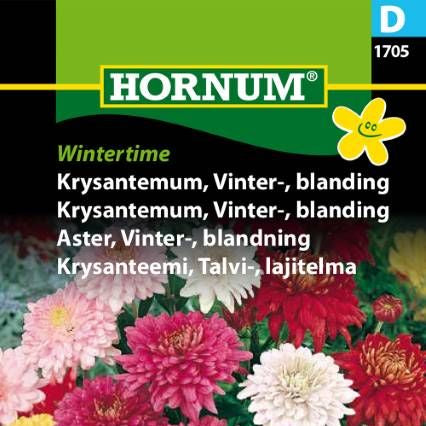 Krysantemum, Wintertime