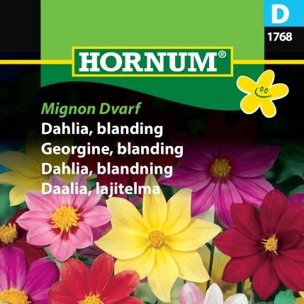 Dahlia | Blanding | Danner Knoller | ‘Mignon Dwarf’