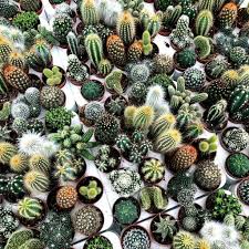 Kaktus Frø | Flerårig Blanding