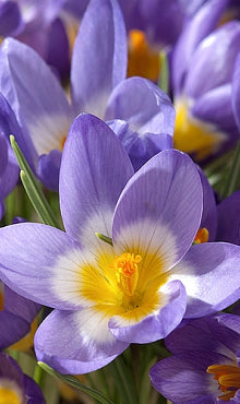 Krokus | ‘Sieberi Tricolor’ | 15 Blomsterløk
