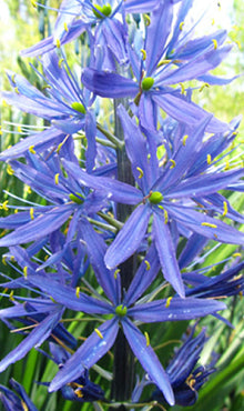 Blomsterløkblanding “Blue Friends” – 50 blomsterløk