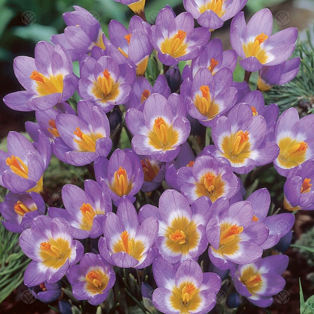 Krokus | ‘Sieberi Tricolor’ | 15 Blomsterløk