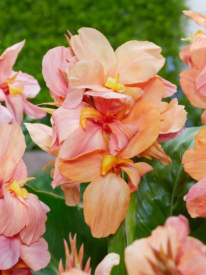 Blomsterløk | Canna ‘Peach Blush’ | Tropisk Utseende