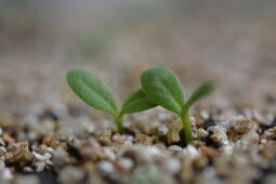 Nelson Garden Vermiculite 3 L | til Forkultivering og Pluggplanter