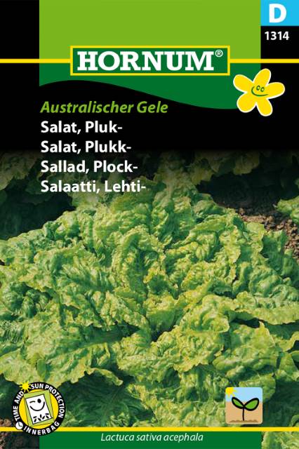 Salat, plukk ‘Australischer gele’